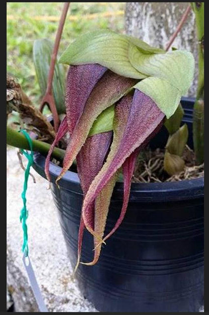 Bulbophyllum monstrabile 1 plant orchid collection plant home garden