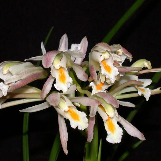 Orchid Cymbidium mastersii Live PLant