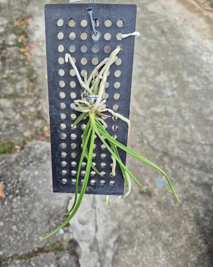 Orchid Seidenfadenia mitrata (3 lip) Live PLant