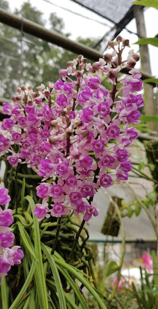 Orchid Seidenfadenia mitrata (3 lip) Live PLant