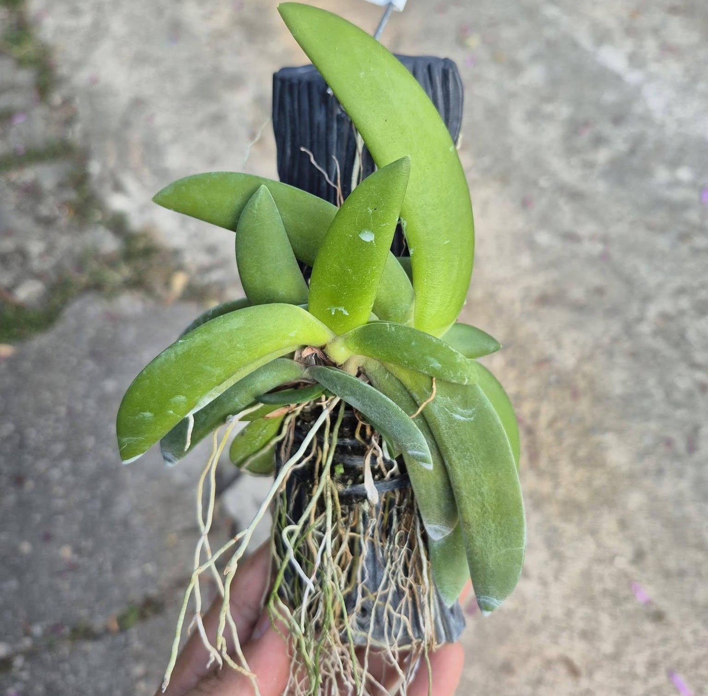 Angraecum leonis – Rare Miniature Orchid | Mounted or Potted Orchid Plant
