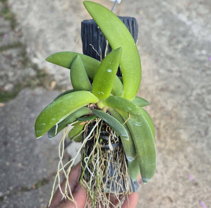 Angraecum leonis – Rare Miniature Orchid | Mounted or Potted Orchid Plant