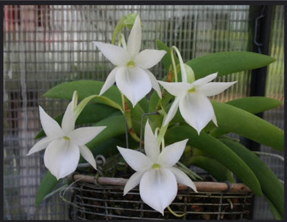 Angraecum leonis – Rare Miniature Orchid | Mounted or Potted Orchid Plant