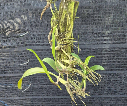 Bulbophyllum maxillare – Unique Miniature Orchid | Collector’s Species  Mounted or Potted Orchid Plant