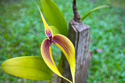 Bulbophyllum maxillare – Unique Miniature Orchid | Collector’s Species  Mounted or Potted Orchid Plant