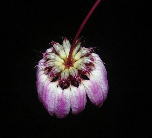 Bulbophyllum auratum ‘Pink’ – Rare Miniature Orchid | Unique Pink Blooms