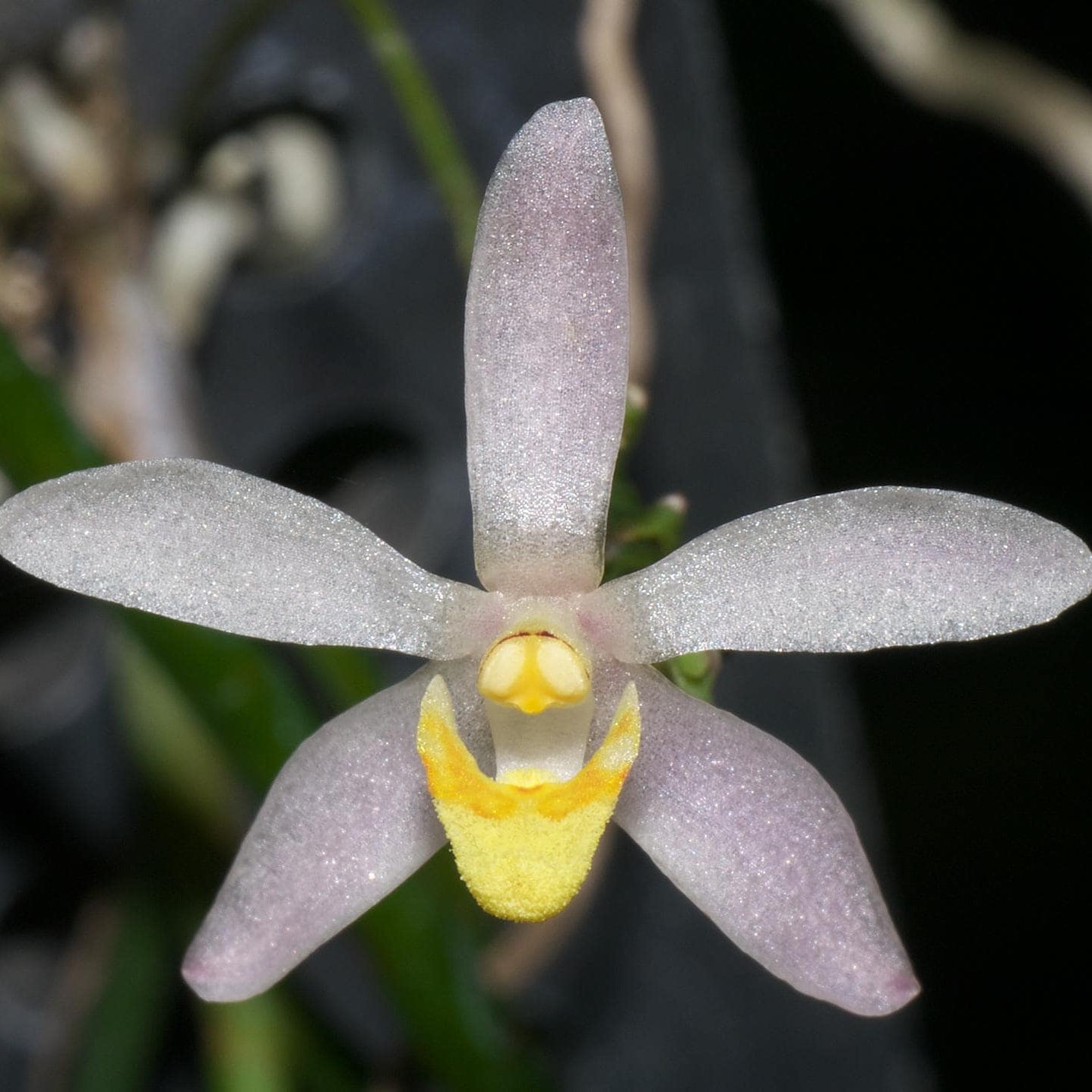 Thrixspermum filiforme – Rare Miniature Orchid | Collector Species