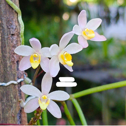 Thrixspermum filiforme – Rare Miniature Orchid | Collector Species