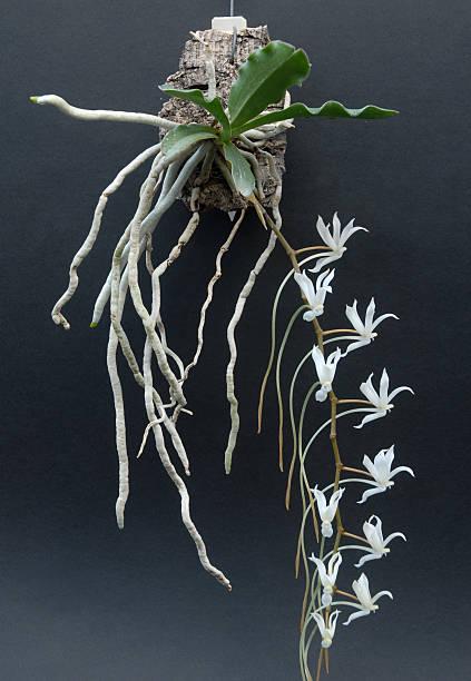 Aerangis biloba – Miniature African Orchid | Fragrant White Blooms