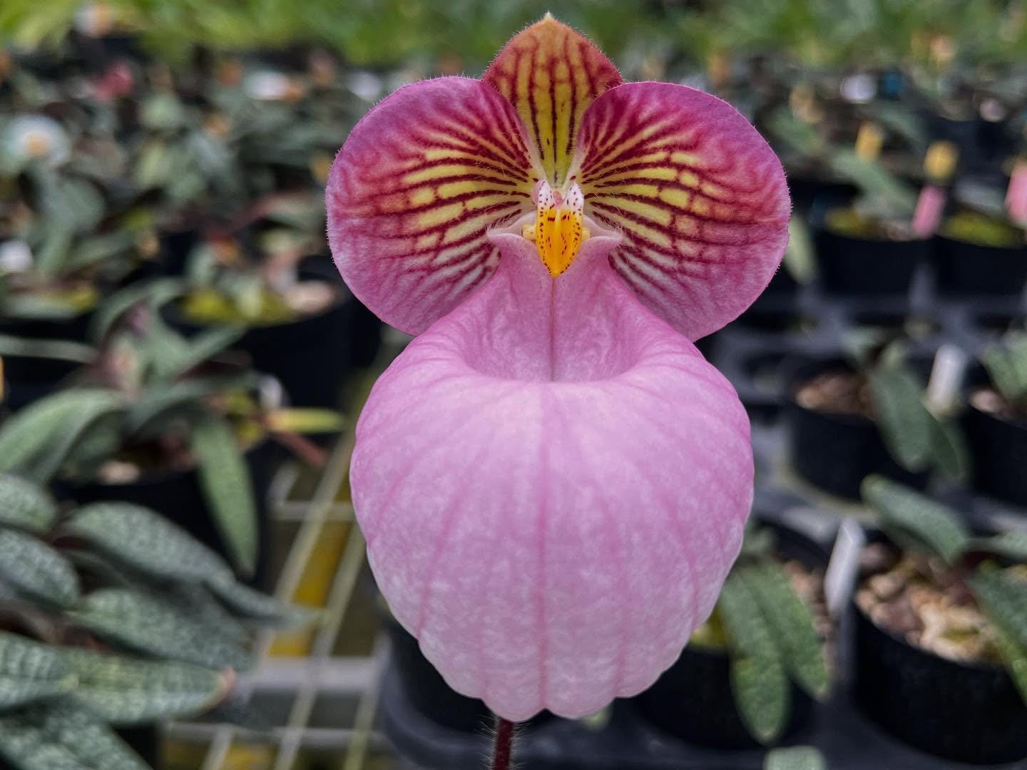 Paphiopedilum micranthum – Miniature Vietnam Orchid | pink balloon flower