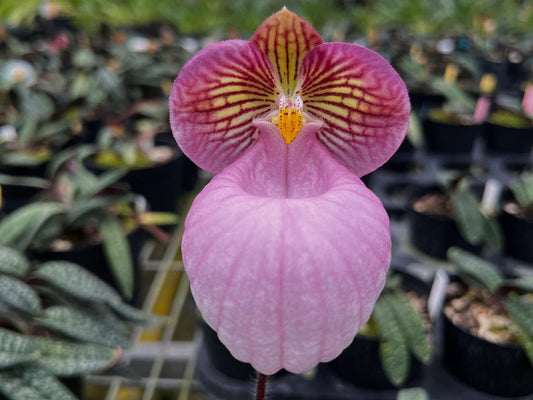 Paphiopedilum micranthum – Miniature Vietnam Orchid | pink balloon flower