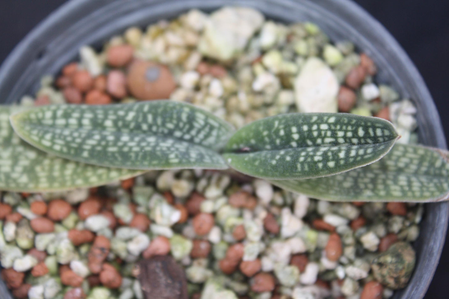 Paphiopedilum micranthum – Miniature Vietnam Orchid | pink balloon flower