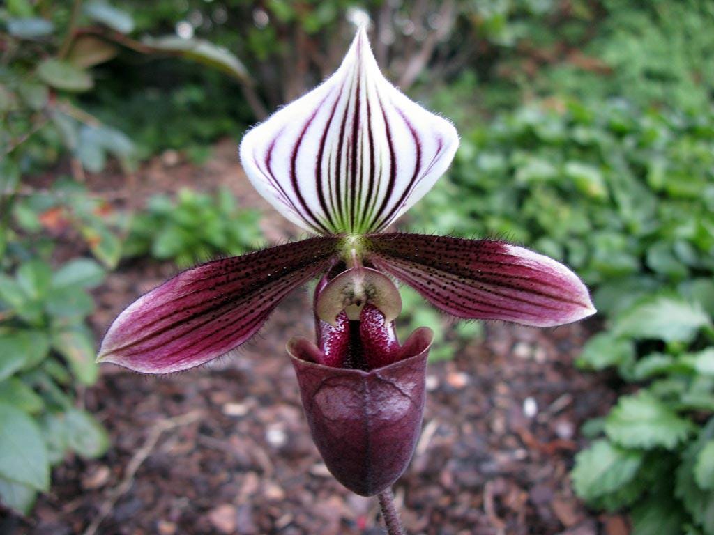 Paphiopedilum purpuratum  1 plant home garden orchid collection orchid,lady slipper,orchid pot,live plants