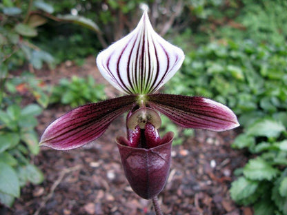 Paphiopedilum purpuratum  1 plant home garden orchid collection orchid,lady slipper,orchid pot,live plants