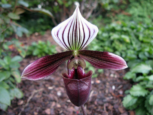 Paphiopedilum purpuratum  1 plant home garden orchid collection orchid,lady slipper,orchid pot,live plants
