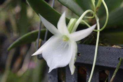Angraecum leonis – Rare Miniature Orchid | Mounted or Potted Orchid Plant