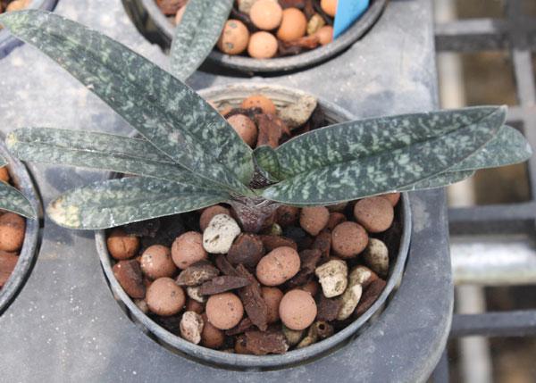 Paphiopedilum armeniacum – Yellow Slipper Orchid | Rare & Fragrant Species