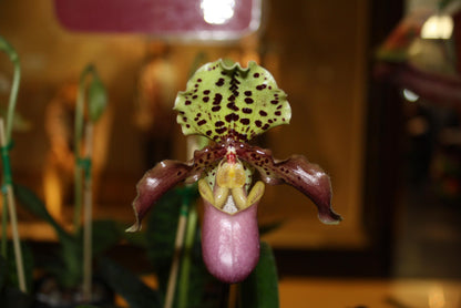 Paphiopedilum henryanum – Slipper Orchid | Rare & beauty Species