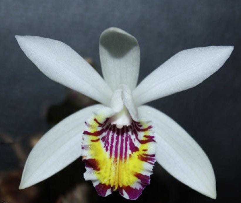 Pleione maculata (The Spotted Pleione) Orchid  Rare & beauty Species