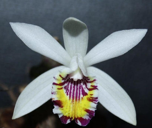 Pleione maculata (The Spotted Pleione) Orchid  Rare & beauty Species