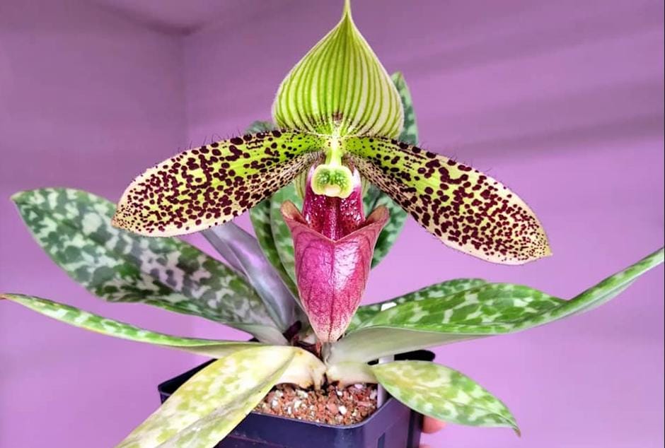 Paphiopedilum sukhakulii – Slipper Orchid | Rare & beauty Species