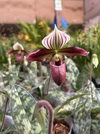 Paphiopedilum purpuratum  1 plant home garden orchid collection orchid,lady slipper,orchid pot,live plants