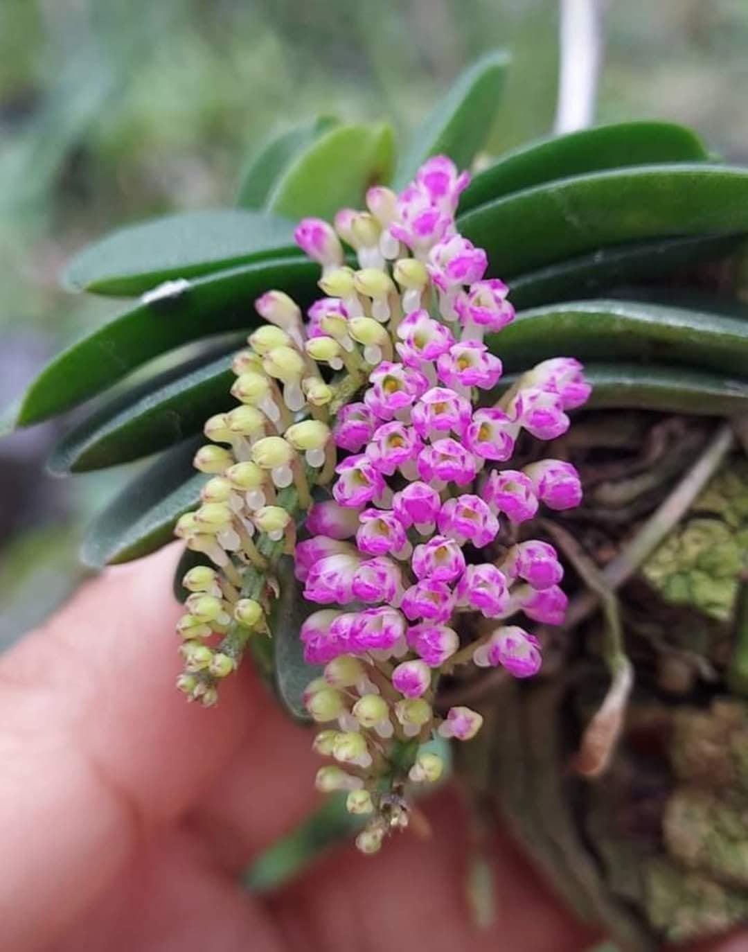 Schorchis fragrans Fragrant Schoenorchis, is a miniature orchid  1 Plant