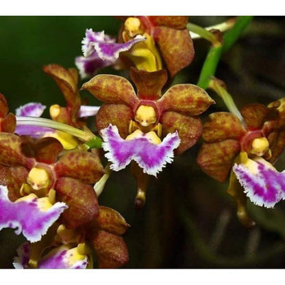 Vanda flabellata (orchid)