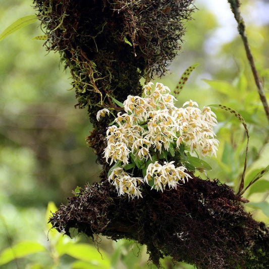 Dendrobium garrettii Orchid: Mini Orchid Collection