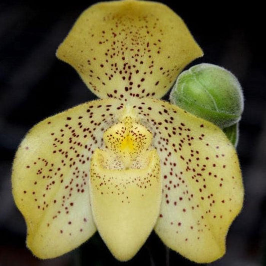 Paphiopedilum concolor 1 plant Tropical Orchid species rare and lady slipper orchid