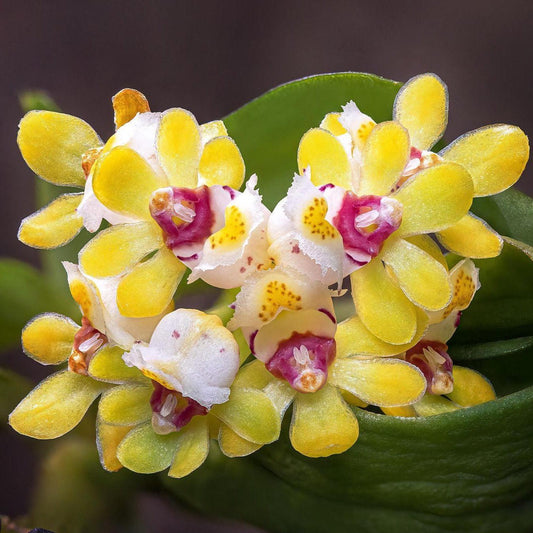 Gastrochilus Obliquus Orchid - Mounted Miniature Epiphyte