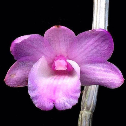 Dendrobium exilicaule Orchid Plant - Pink Bloom