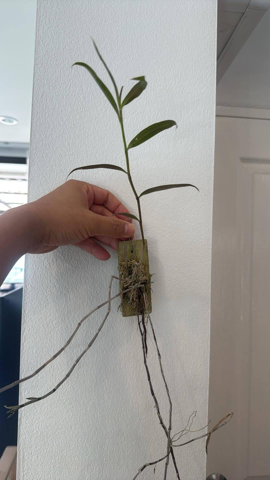 orchid Dendrobium devonianum 1 plant orchid collection with flower bud