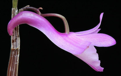 Dendrobium exilicaule Orchid Plant - Pink Bloom