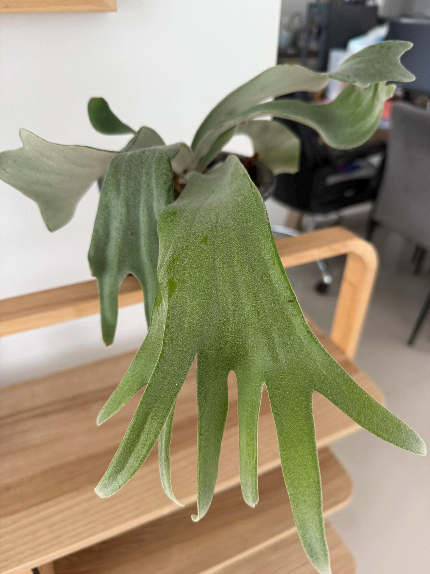 Platycerium Willinckii "Celso tatsuta"