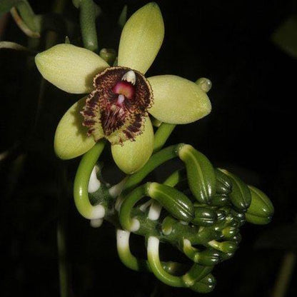 Vanilla cardinalis  climbing vine orchid  1 plant collection and home decore 珍しいバニラ蘭 S small size