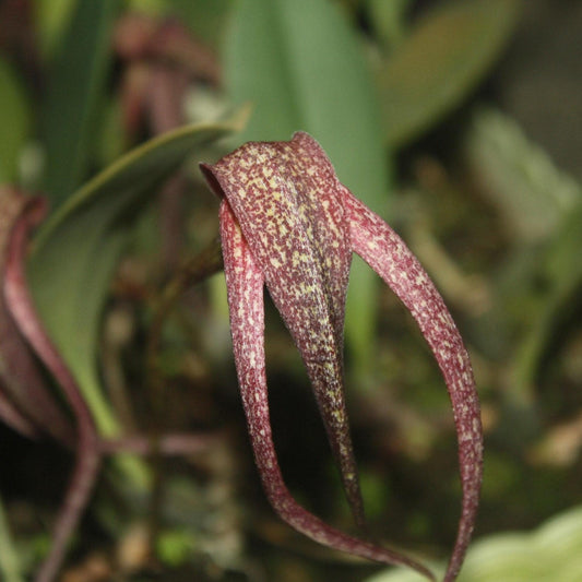 Bulbophyllum Orchid Plant (grandiflorum x longisepalum) - 2" Pot