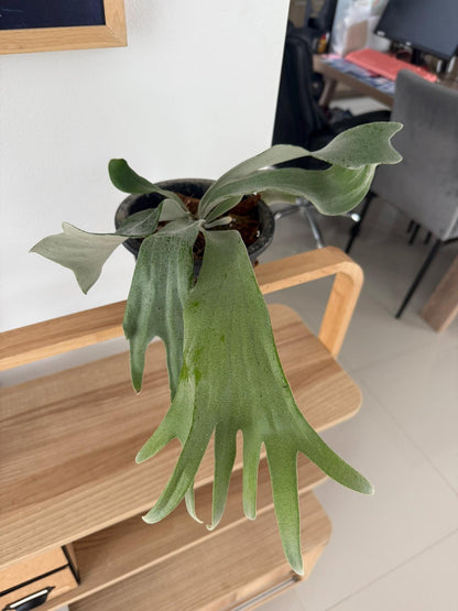 Platycerium Willinckii "Celso tatsuta"