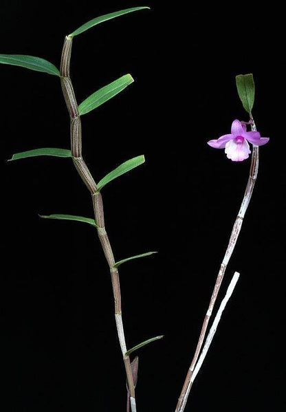 Dendrobium exilicaule Orchid Plant - Pink Bloom