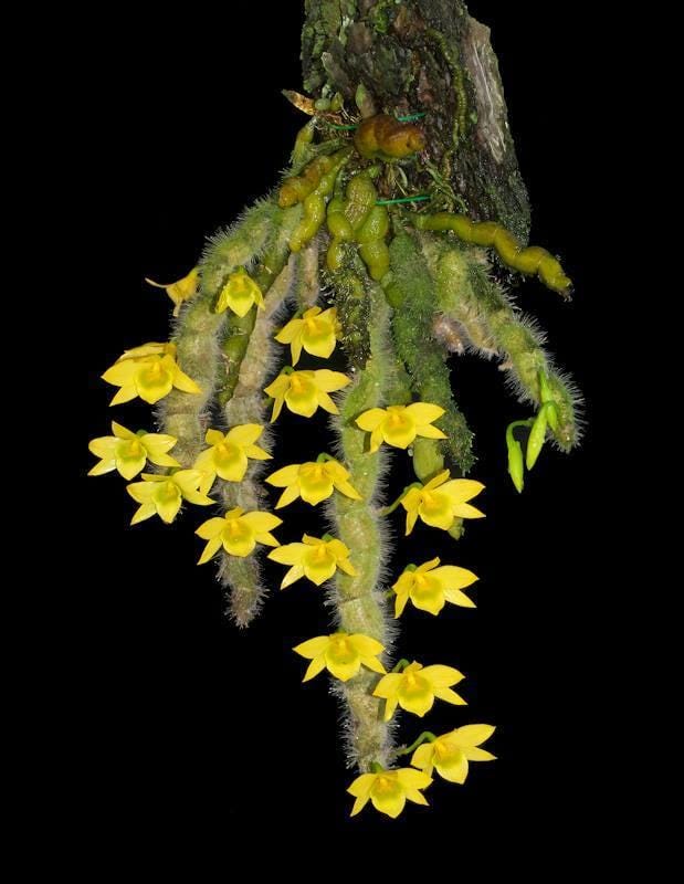 Dendrobium senile Orchid Plant - Home Garden Collection