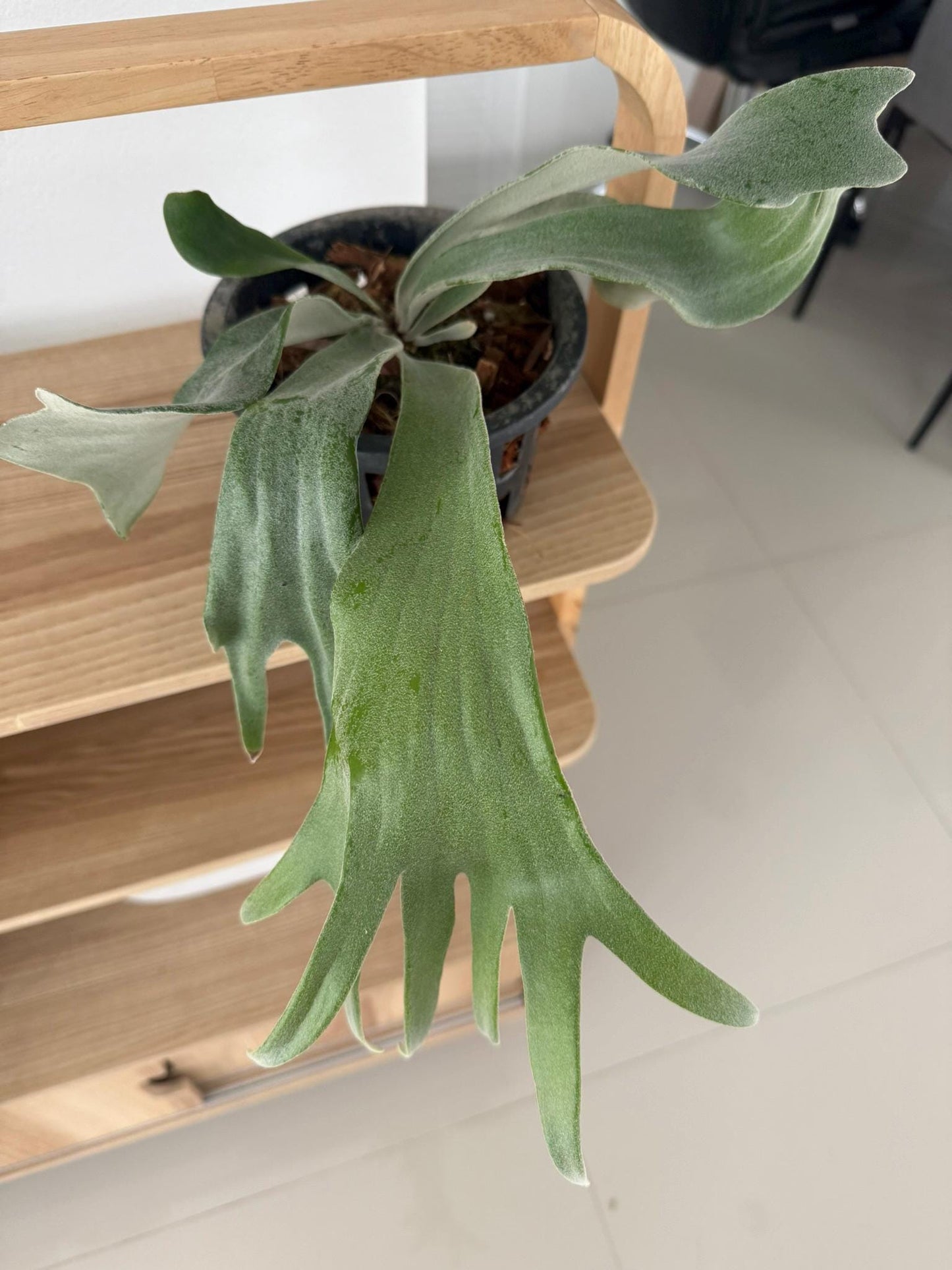 Platycerium Willinckii "Celso tatsuta"