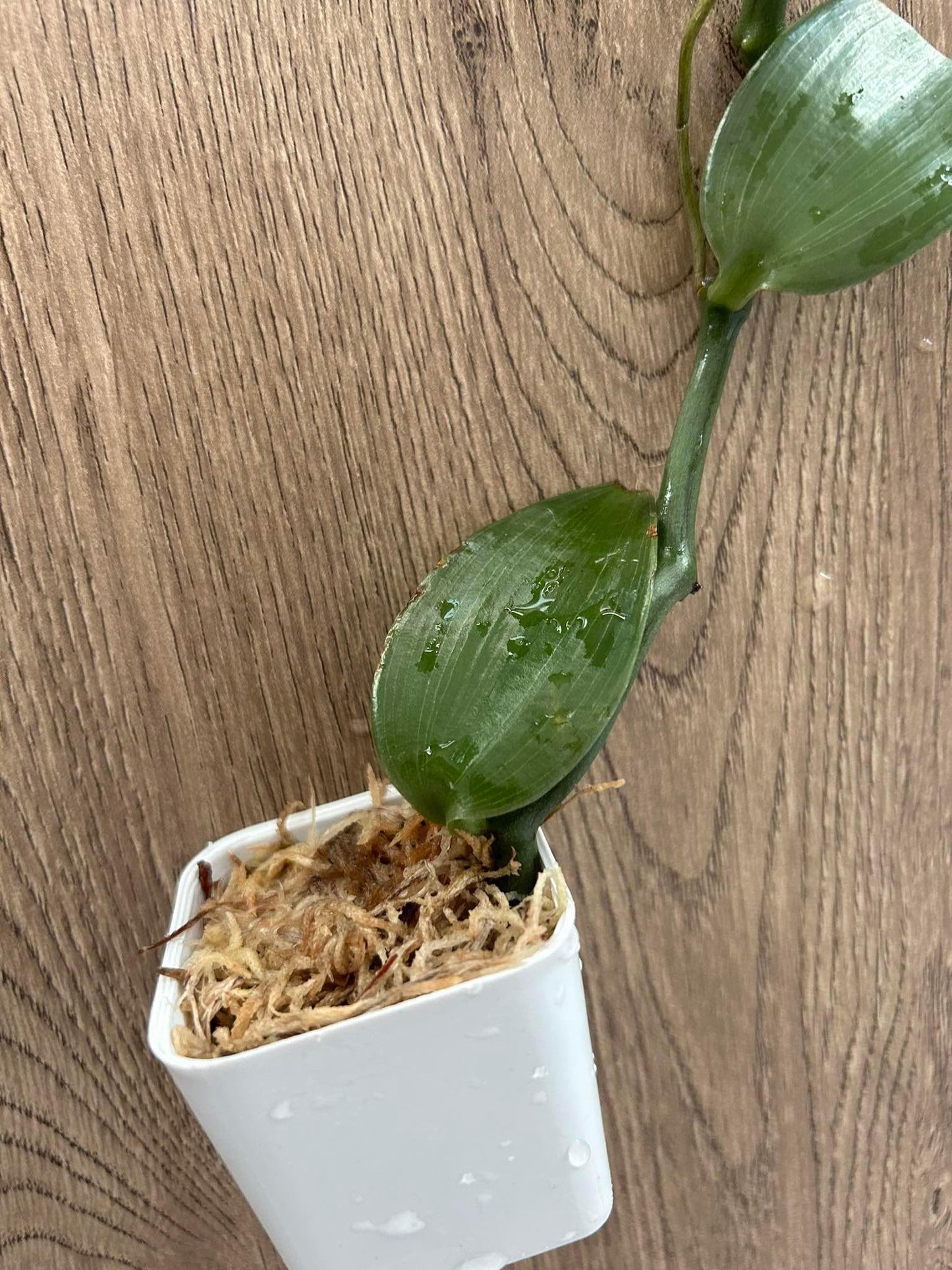 Vanilla cardinalis  climbing vine orchid  1 plant collection and home decore 珍しいバニラ蘭 S small size