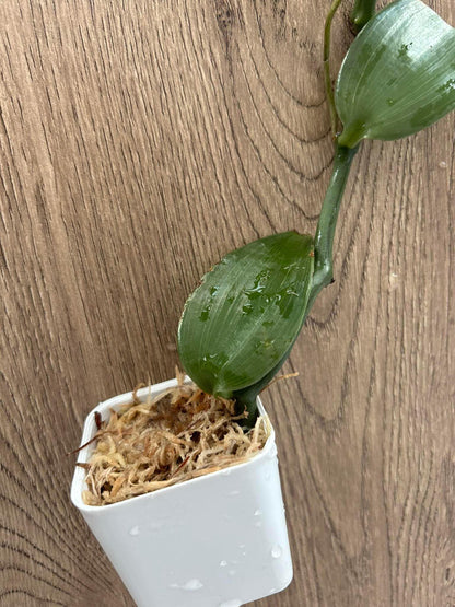 Vanilla cardinalis  climbing vine orchid  1 plant collection and home decore 珍しいバニラ蘭 S small size