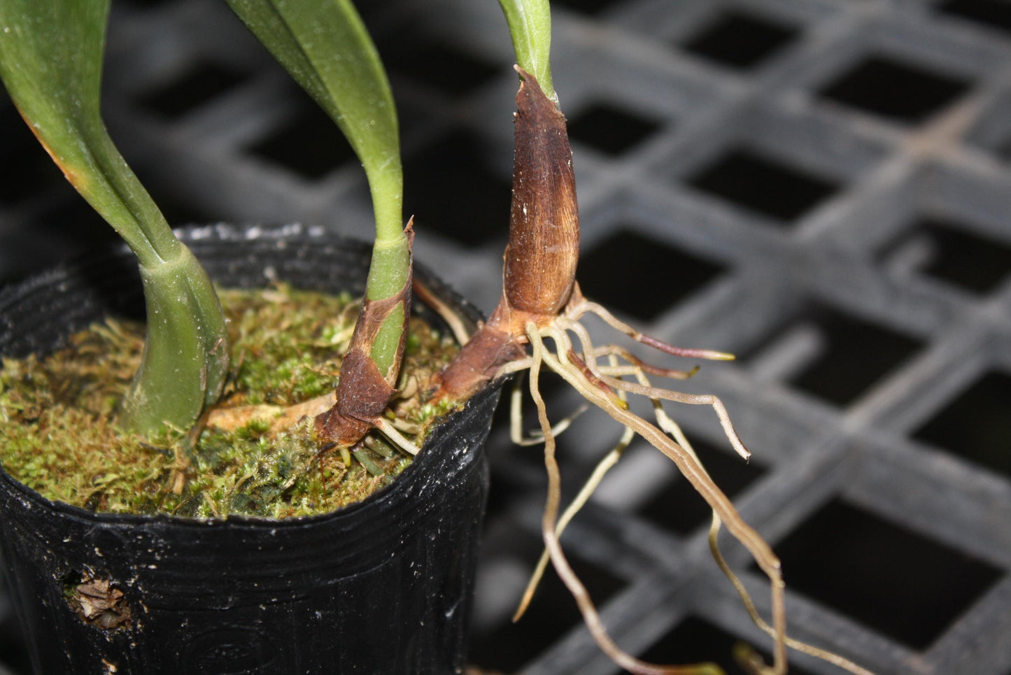 Bulbophyllum Orchid Plant (grandiflorum x longisepalum) - 2" Pot