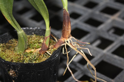 Bulbophyllum Orchid Plant (grandiflorum x longisepalum) - 2" Pot