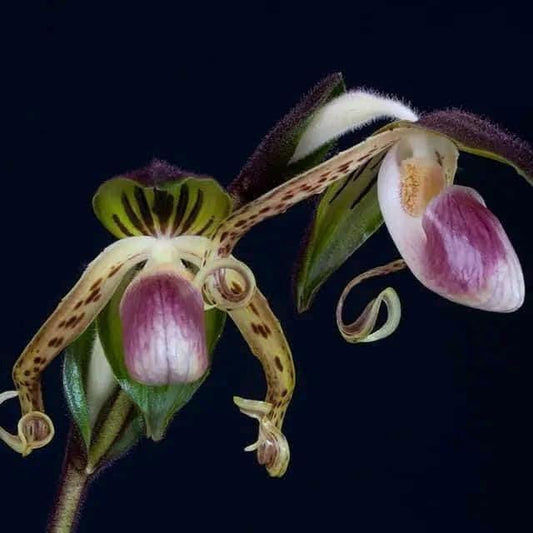 Paphiopedilum gigantifolium 1 plant home garden orchid collection orchid,lady slipper,orchid pot,live plants