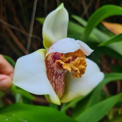 Maxillaria Grandiflora Orchid Plant - 4" Pot - Home & Garden
