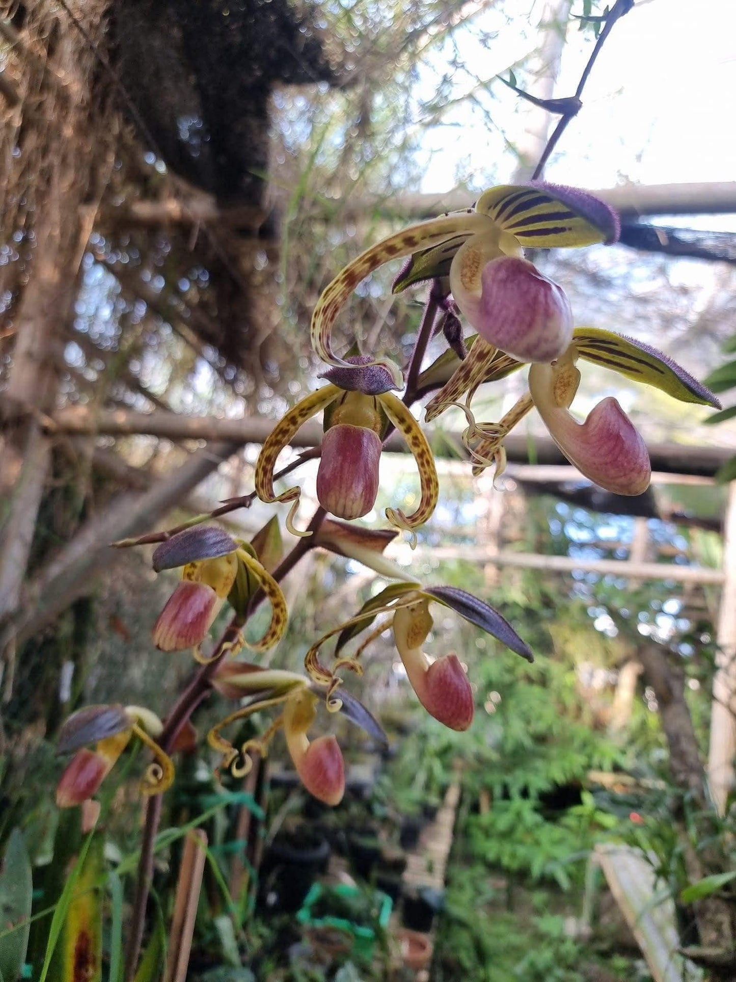 Paphiopedilum gigantifolium 1 plant home garden orchid collection orchid,lady slipper,orchid pot,live plants