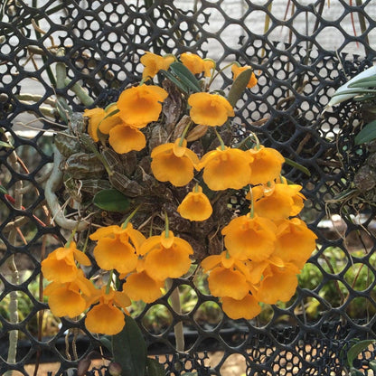 Orchid Dendrobium jenkinsii 1 plant bloom size  orchid collection