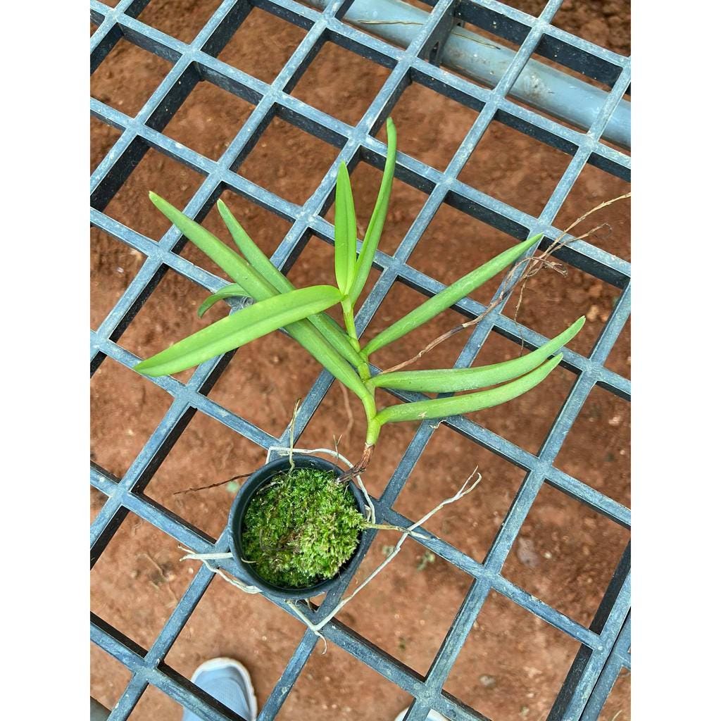 Schoenorchis Gemmata Orchid Plant - Miniature Bloom Size